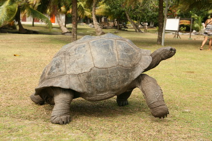 Schlildi Curiesuse.jpg