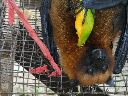 Flughund-Bat