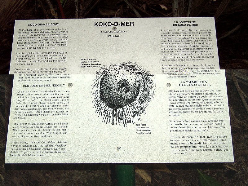 Tafel Coco-de-Mer-Stumpf, Vallée de Mai