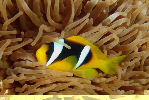 immer noch einer meiner Lieblingsfische.JPG